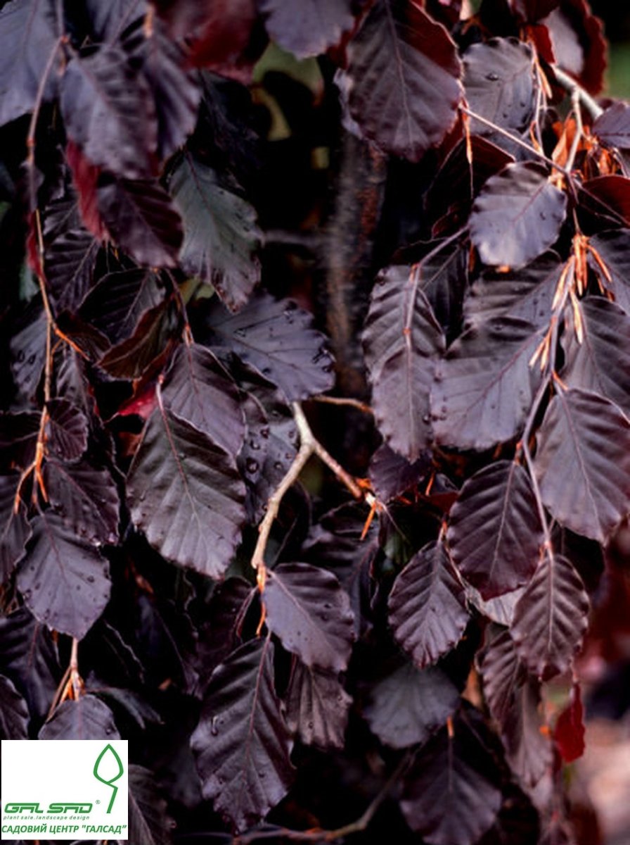 Fagus sylvatica Блэк Свон