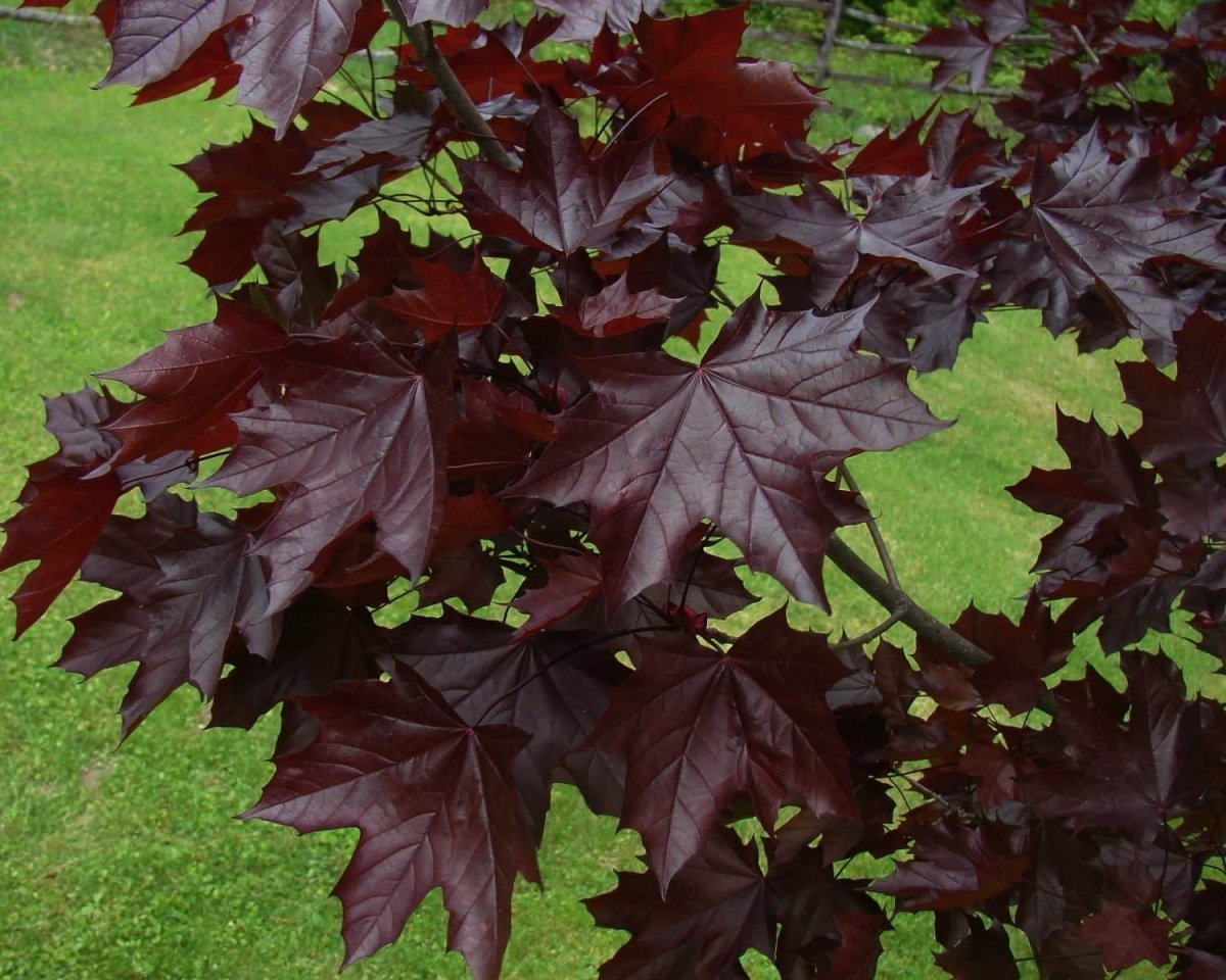 Клен остролистный Кримсон Кинг