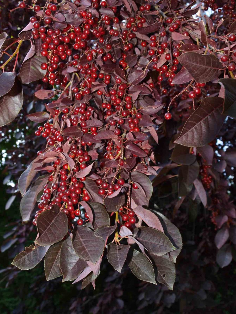 Гуава с бордовыми листьями