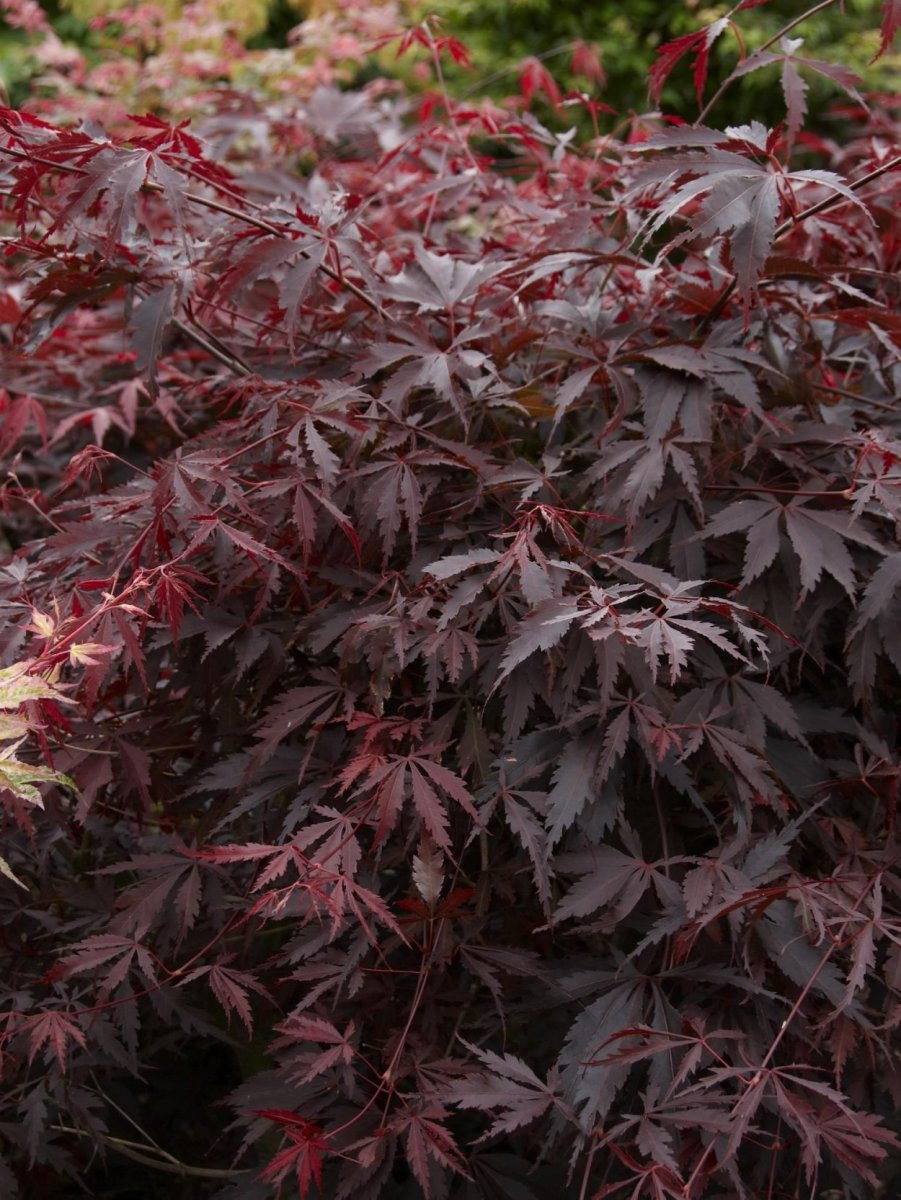 Клен бургунди