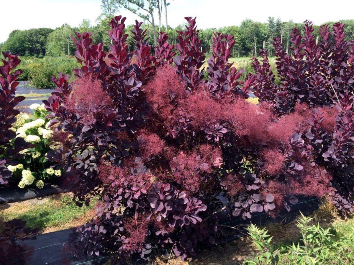 Скумкия кодевеннпя Роял Пурпл