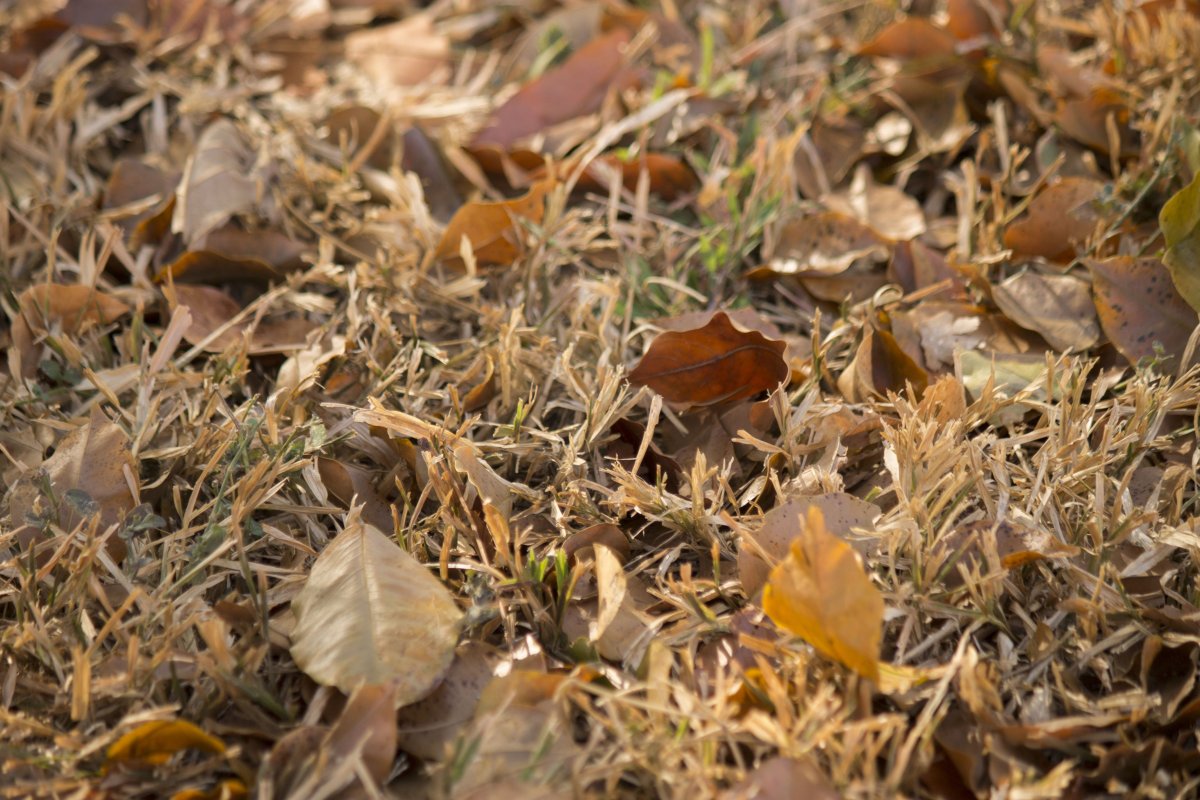 Осенняя трава. Сухие листья. Трава осенью. Засохшая трава. Осень какая трава
