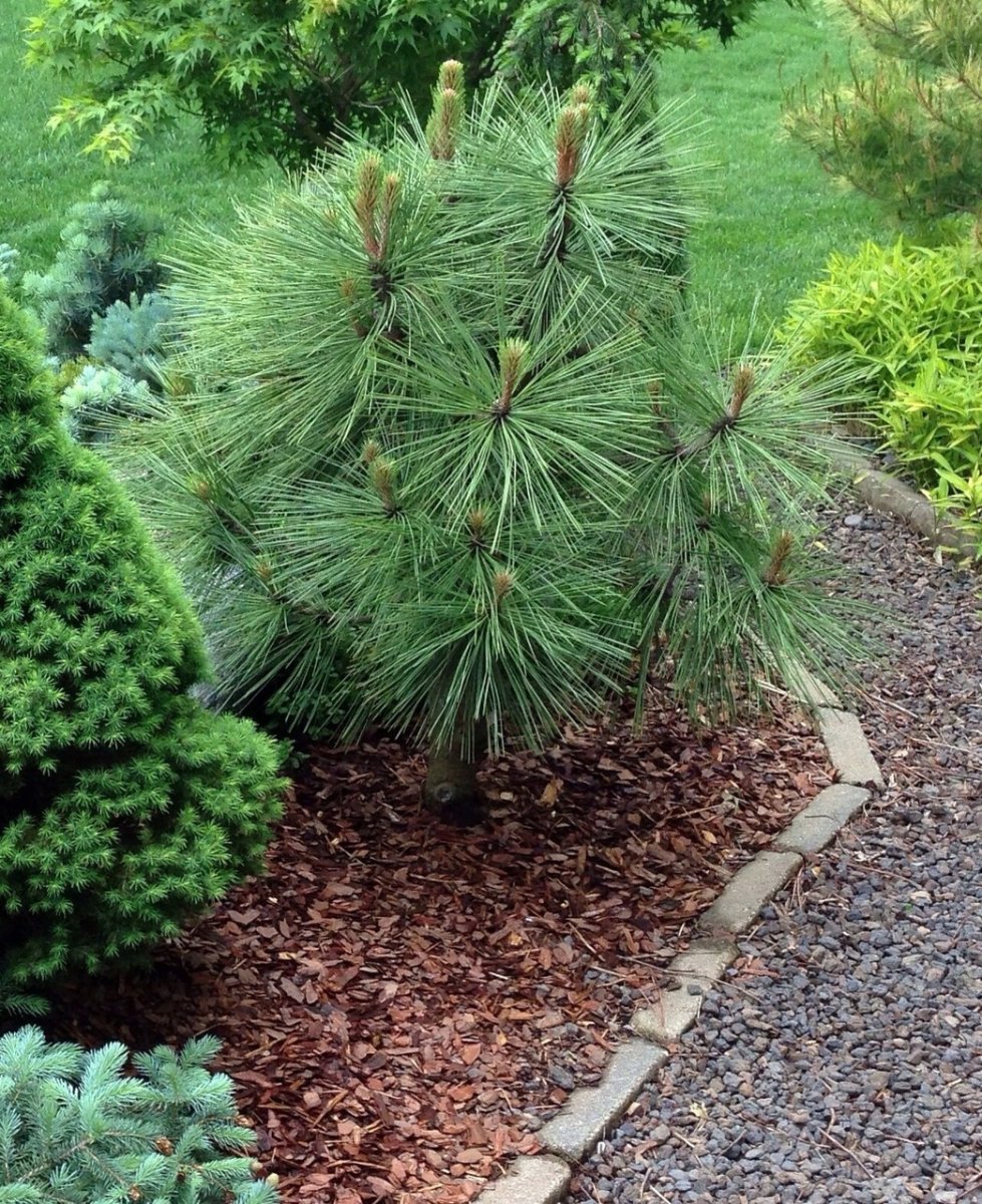 Длинную хвою. Сосна Джеффри Йоппи. Сосны Джеффри ( Pinus jeffreyi). Сосна Джеффри Joppi. Сосна Горная Джеффри Йоппи.