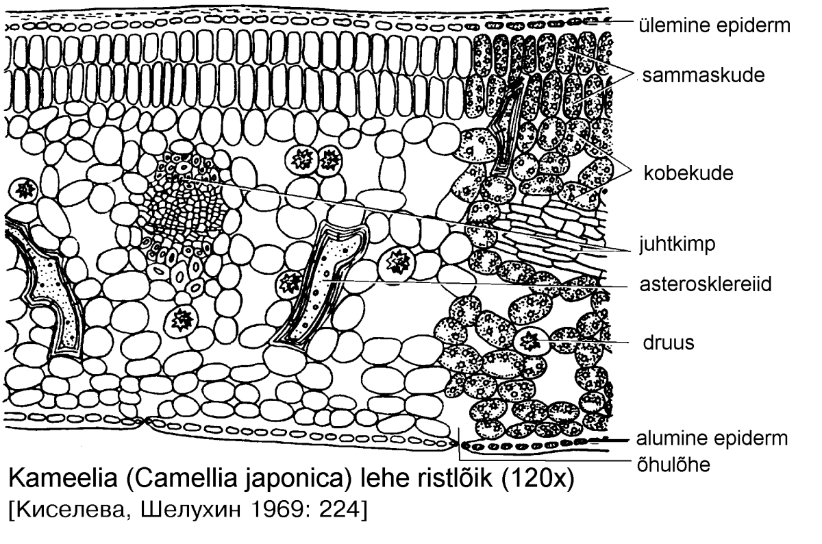 Поперечное сечение листа растения рисунок