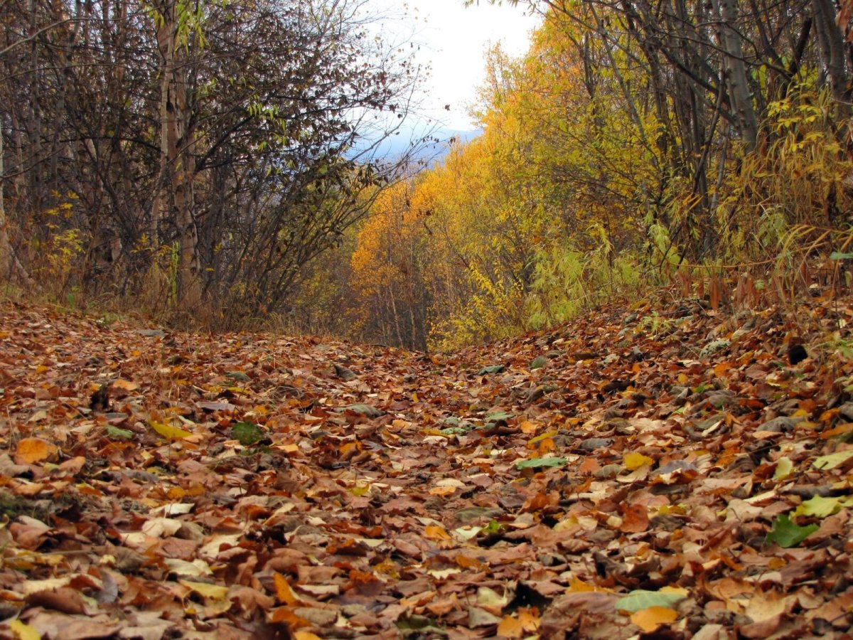 Осень листопад горы