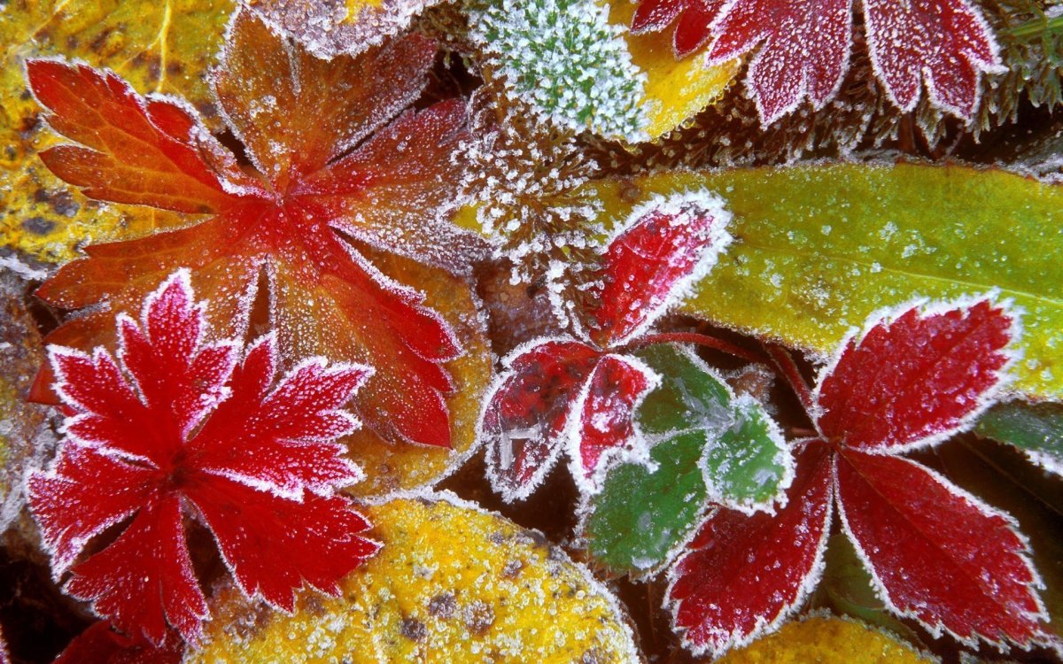 Осенние заморозки узор на листьях