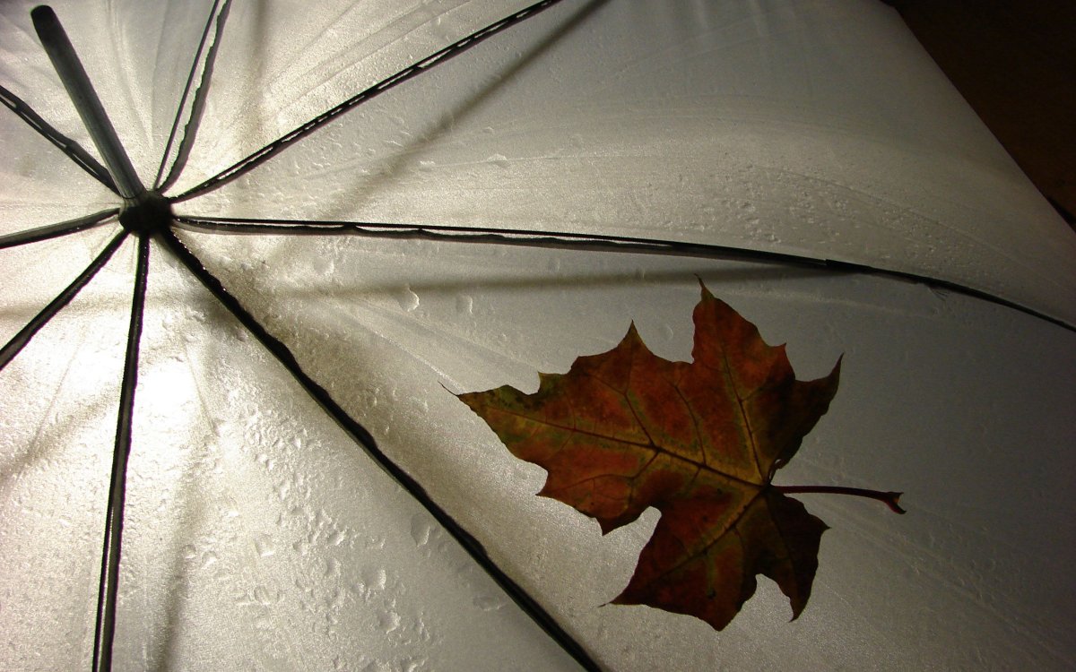 Зонт из кленовых листьев