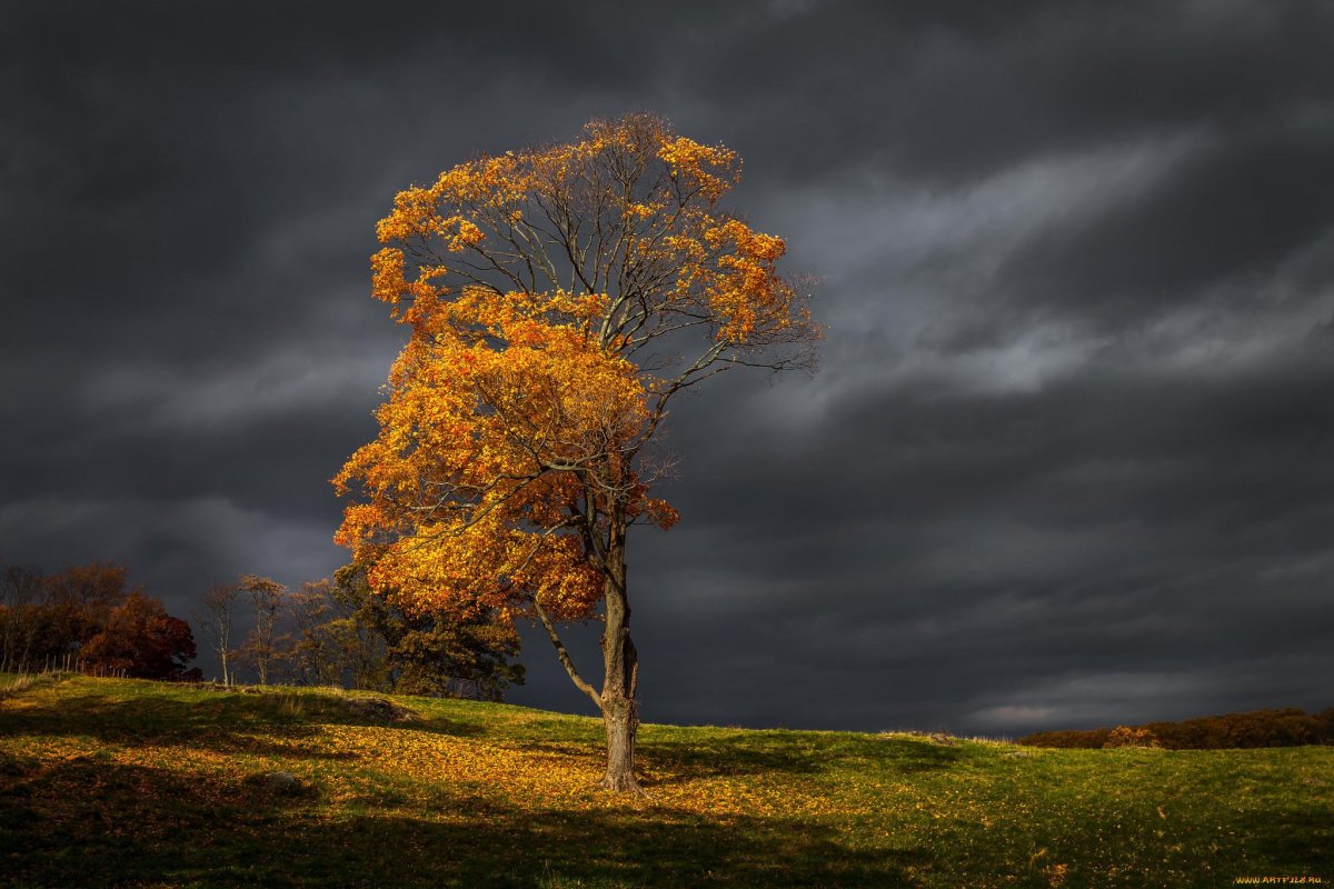 Осеннее дерево с ветром и дождем