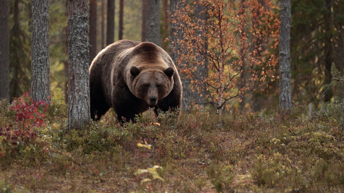 Медведи в осеннем лесу