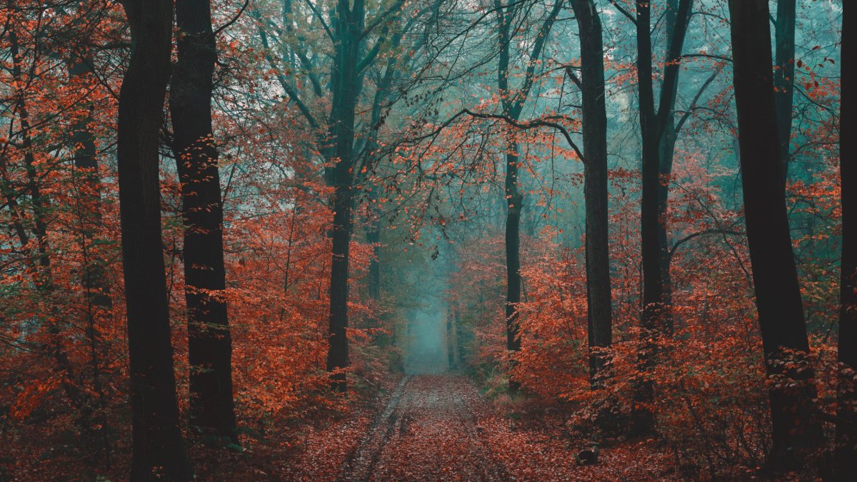 Осенний туманный лес