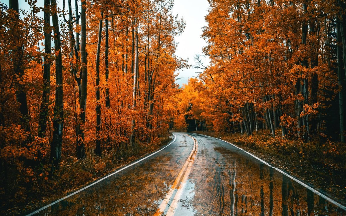 Лес осенью после дождя