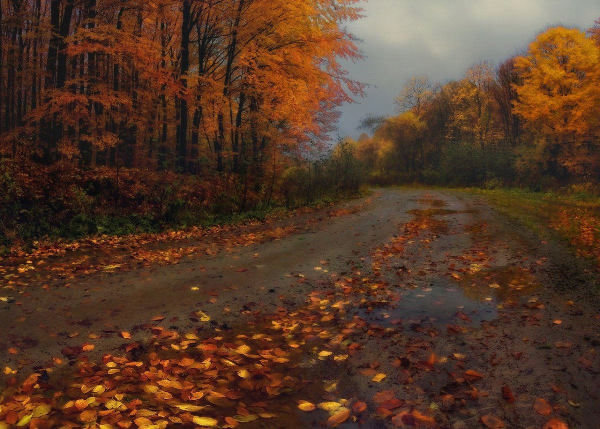 Осенний лес дождь