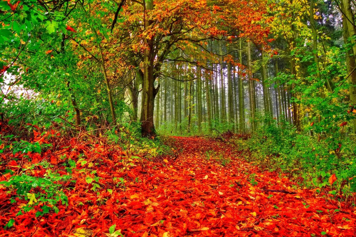 Осенний лес земля