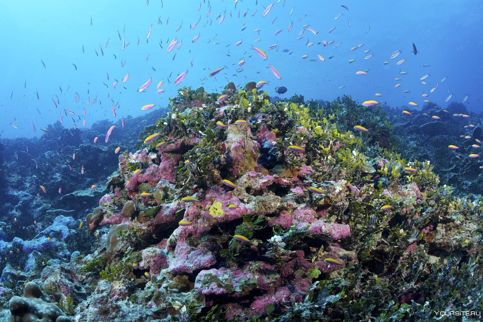 Органический мир европы. Заповедная территория островов Феникс. Заповедник острова Феникс Кирибати. Карибское море Атлантический океан.