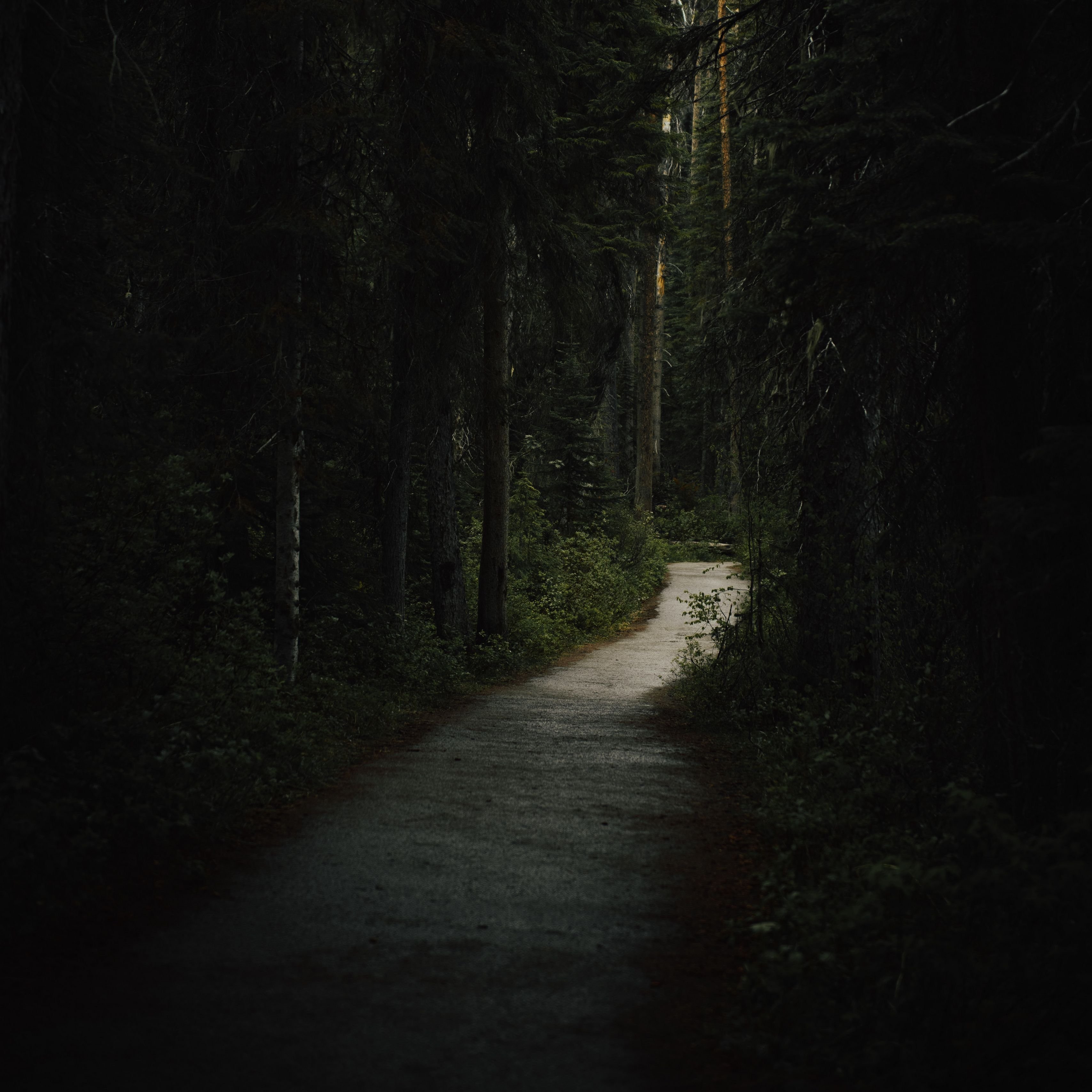 Ночной тропой постой а можно. Темный лес с тропинкой. Тропинка в лесу. Темная дорога в лесу. Тропинка в лесу ночью.