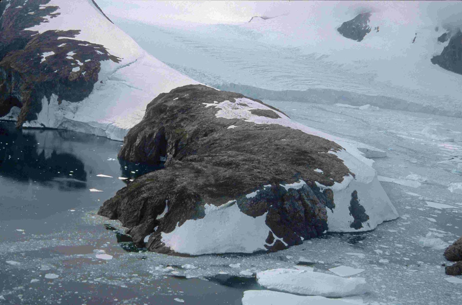Черный лишайник Антарктиды. Лишайник Антарктиды 10000 лет. Растения Антарктиды.