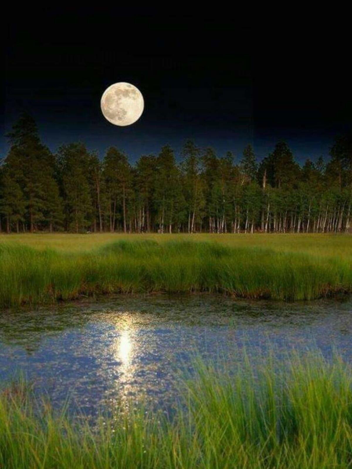 Природа летней ночью. Природа ночью. Ночной пейзаж. Лунный пейзаж. Красивые ночные пейзажи.