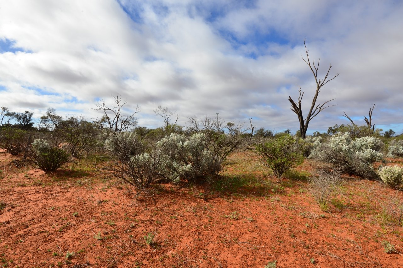 Пустыня гибсона австралия. Растения пустынь и полупустынь Австралии. Пустыни и полупустыни Австралии. Растения пустыни Австралии. Гибсон Дезерт Норд Западная Австралия.