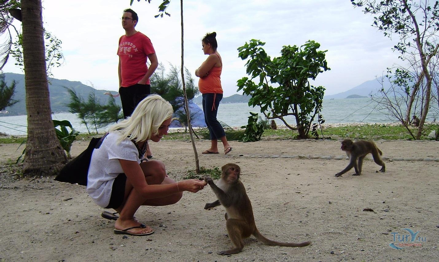 Нашествие обезьян в таиланде