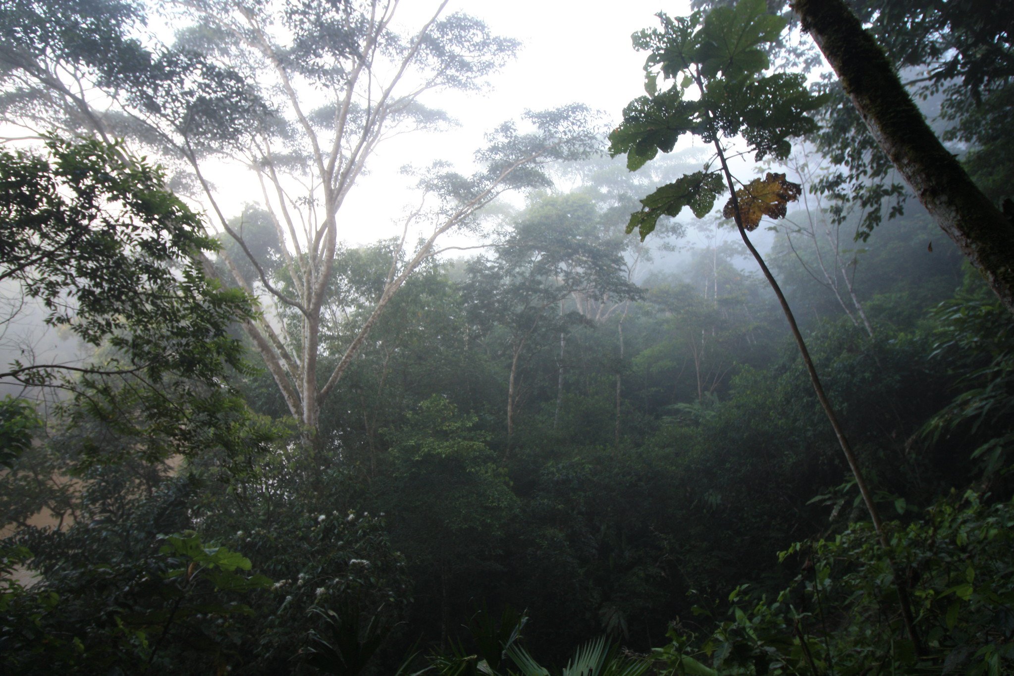 Влажные экваториальные леса климатические условия. Дождевые леса Амазонии. Чунцин тропические джунгли. Вечнозелёные тропические леса климат дождевые. Влажные вечнозелёные тропические леса Бали.