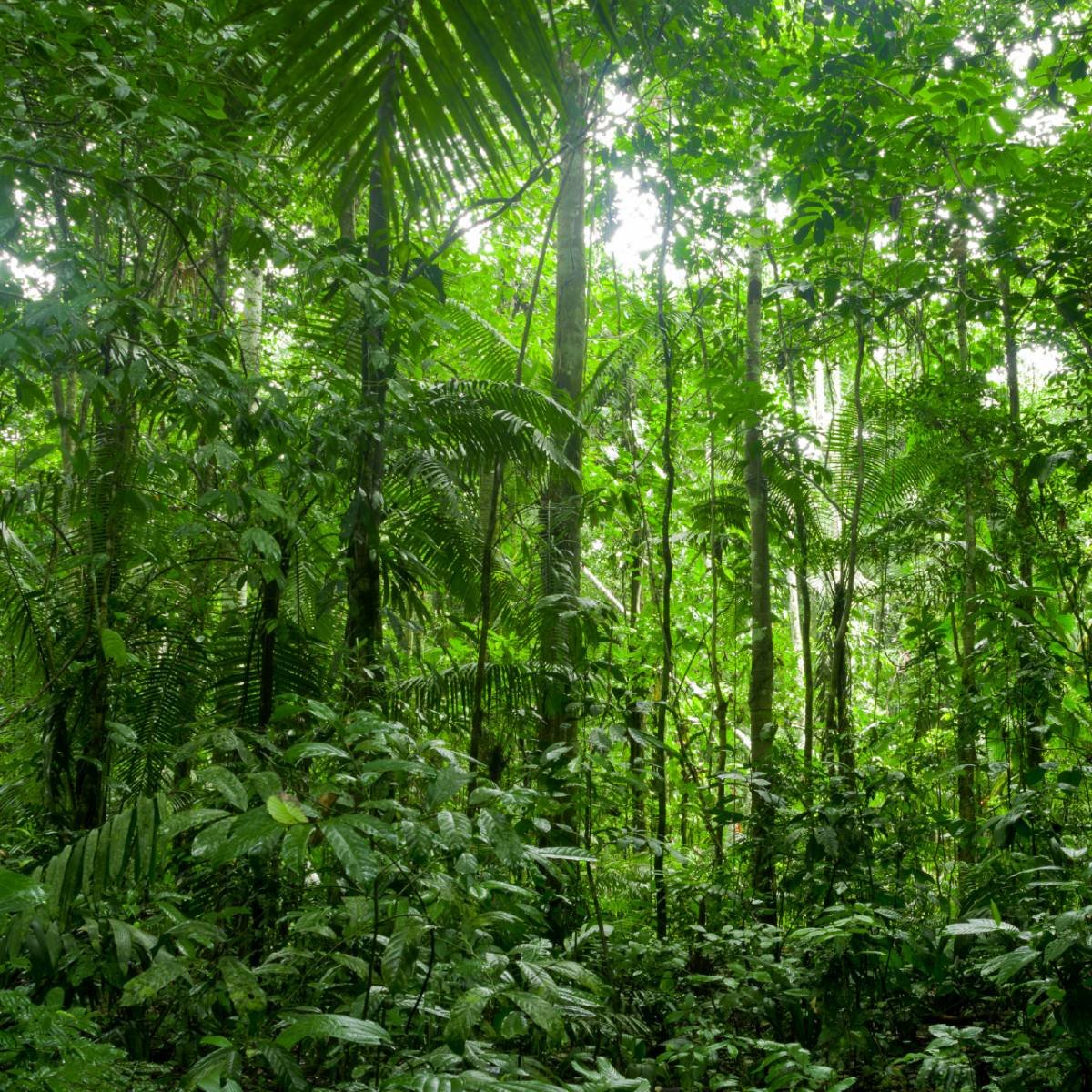 Растения и животные природной зоны экваториальные леса. Субтропические леса Юго-Восточной Азии. Полувечнозеленые тропические леса. Ярусы тропического леса.