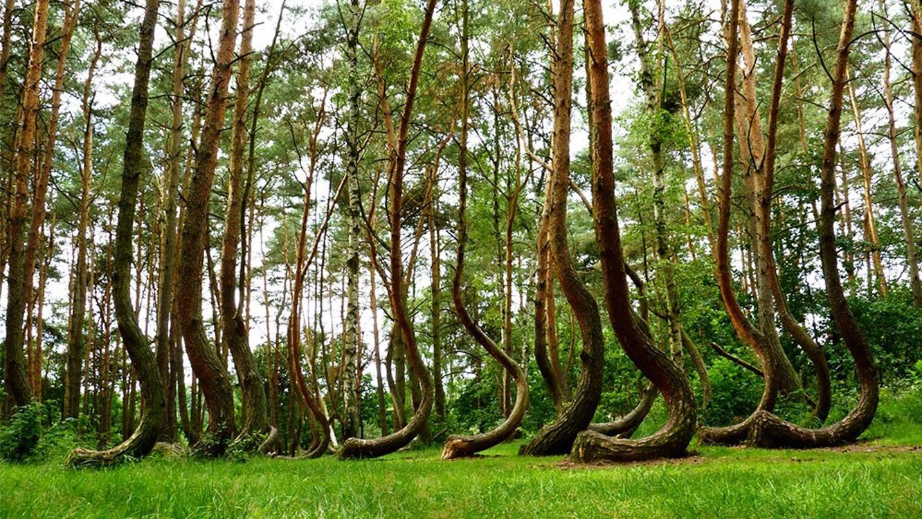 Криволесье. Кривой лес (Crooked Forest) Польша. Польша Грыфино. Криволесье в Швеции. Танцующий лес в Калининградской области.