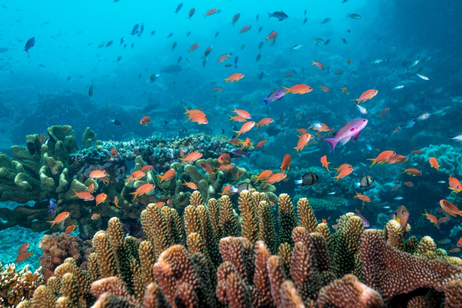 Фиджи риф. Кораллы Фиджи. Подводный мир Фиджи. Коралловое побережье Фиджи.