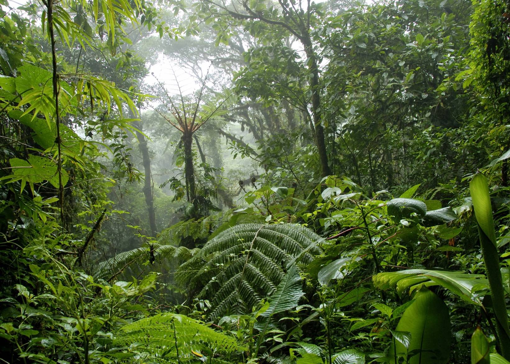 Природная зона влажные экваториальные тропические леса. Тропические дождевые леса Индии. Муссонные леса Индии. Муссонные леса Южной Америки. Тропические джунгли Индии.