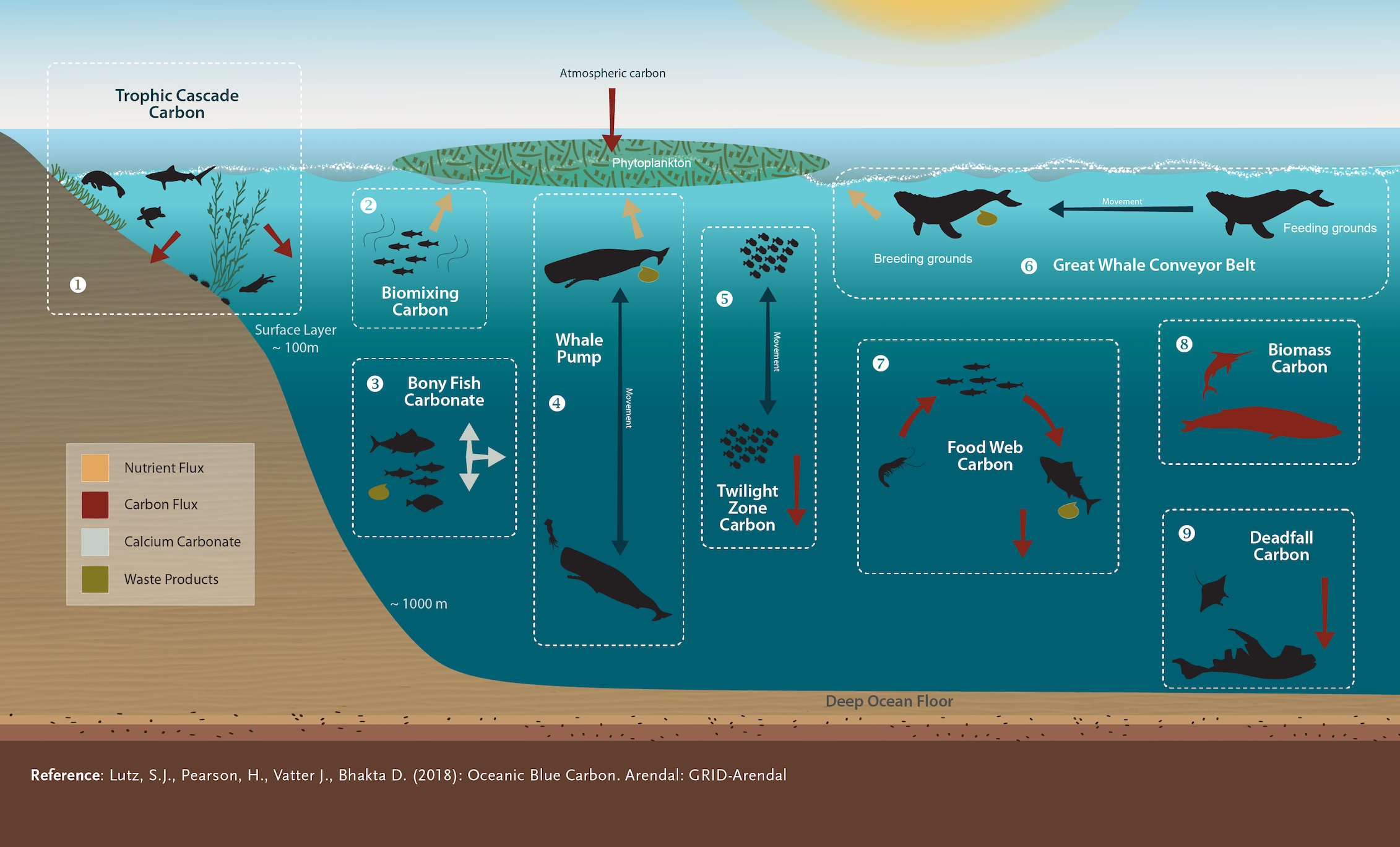 Схема глубины мирового океана. Зоны жизни в океане. Вертикальные зоны океана. Обитатели Сумеречной зоны океана.