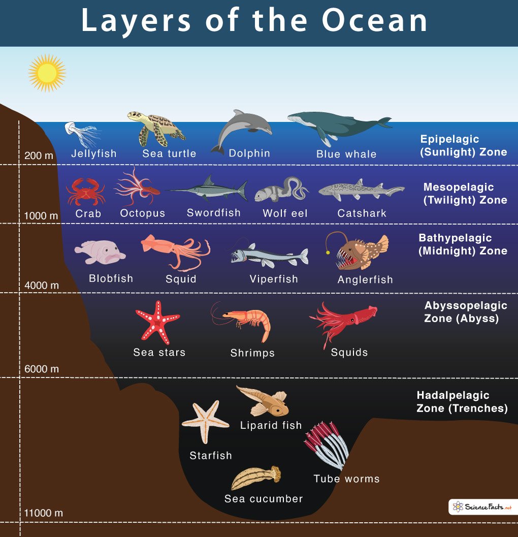 5 слоев океана. Ocean layers. Ocean Zones. Обитатели полуночной зоны океана. Зоны глубины океана.