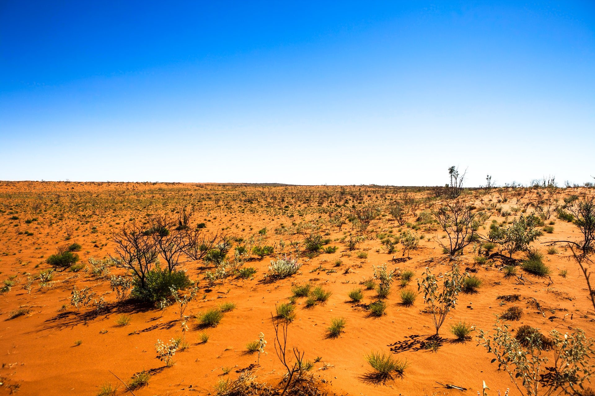 Внутренние воды полупустынь и пустынь. Пустыни и полупустыни Австралии. Буш полупустыни Австралии. Растительный мир Австралии в полупустынях.