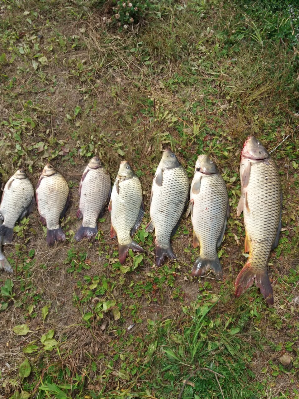 Рязань рыбалка в области
