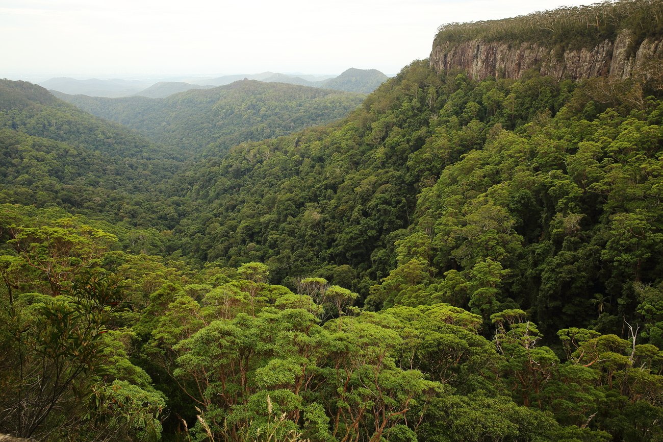 Зона влажных лесов австралии. Дождевые леса восточного побережья Австралии. Эвкалиптовые леса субтропиков Австралии. Тропические леса восточного побережья Австралии. Лес Дейнтри Австралия.