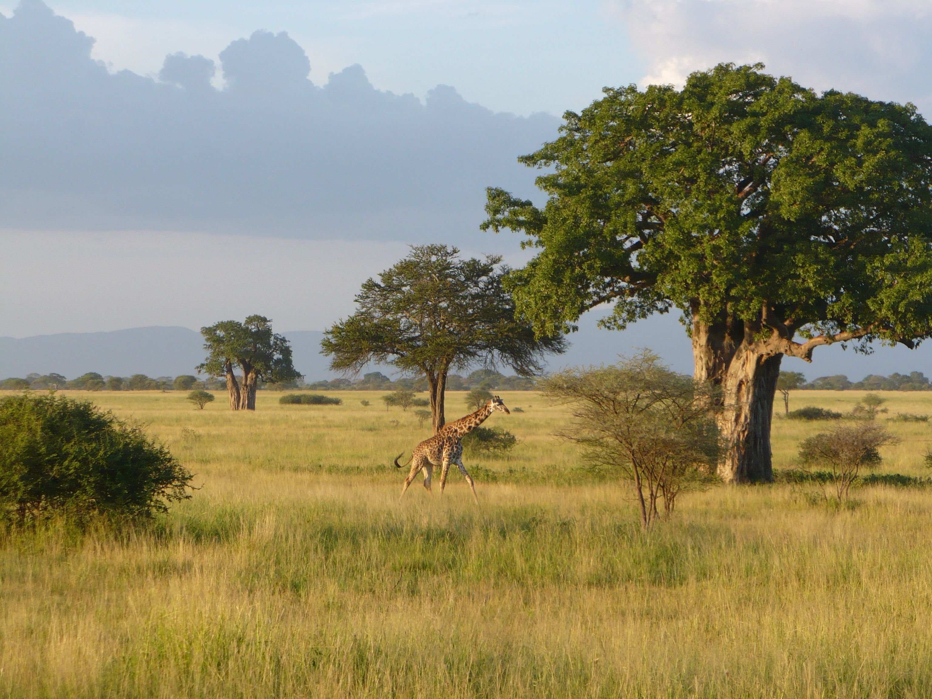 Половина материка занимают саванны и редколесья. Серенгети национальный парк растения. Серенгети Танзания дерево. Национальный парк Серенгети деревья.