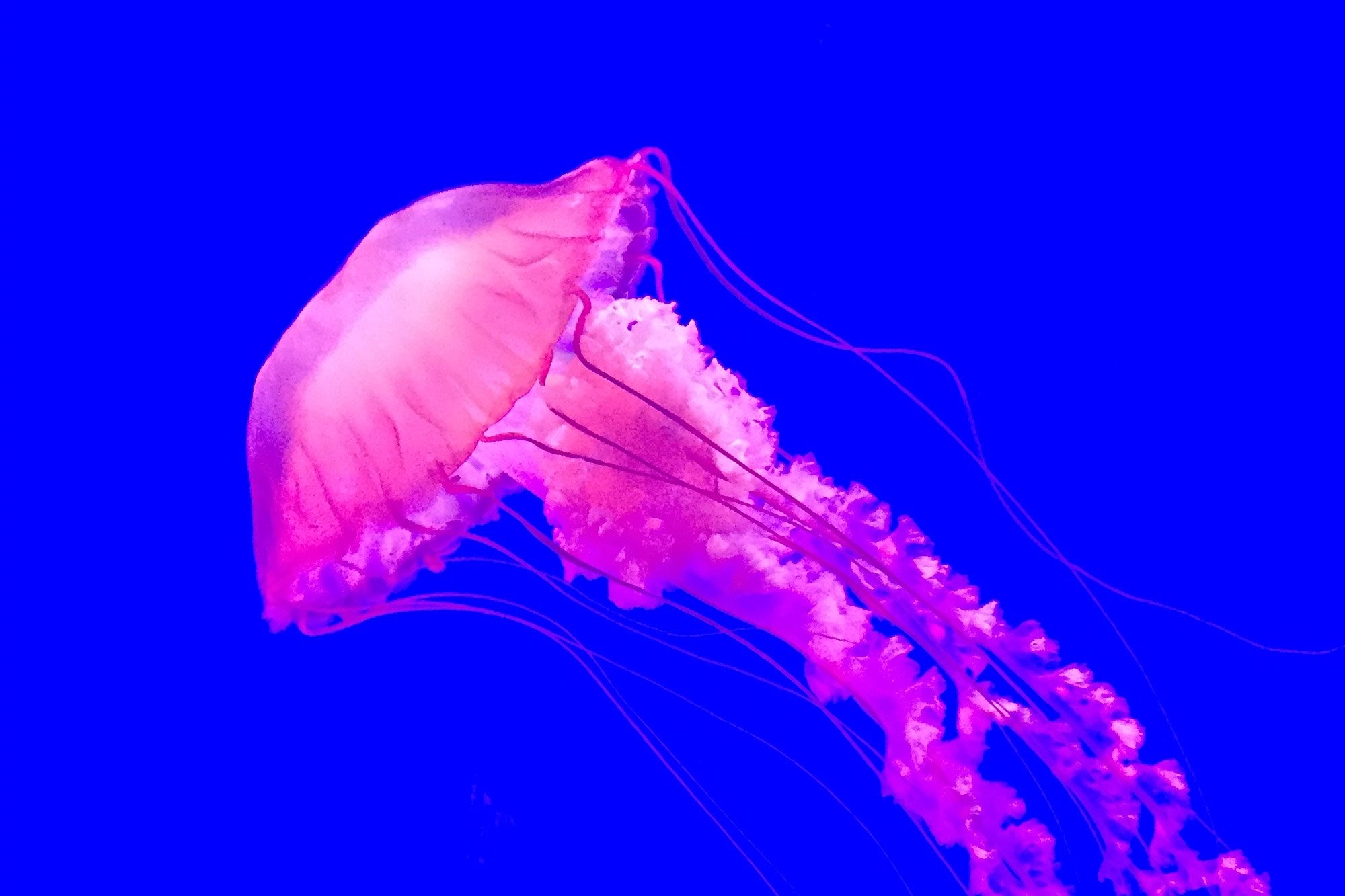 Морская крапива. Chrysaora медуза. Медуза хризаора — морская крапива. Компасная медуза хризаора Тихоокеанская. Таинственная хризаора медуза.
