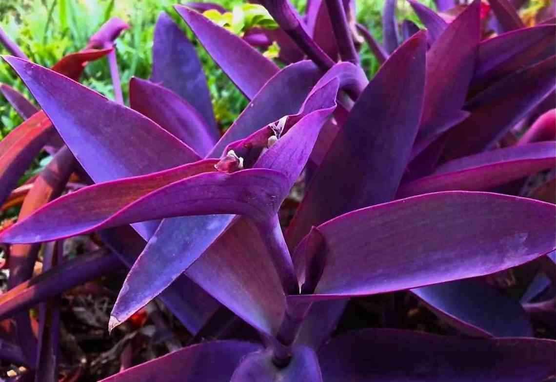 Цветок домашний с фиолетовыми листьями