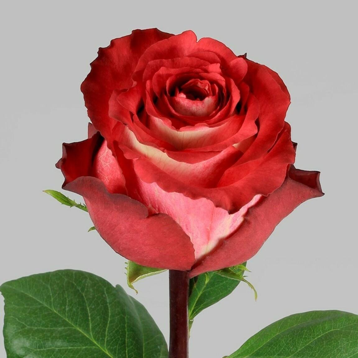 Роза игуасу