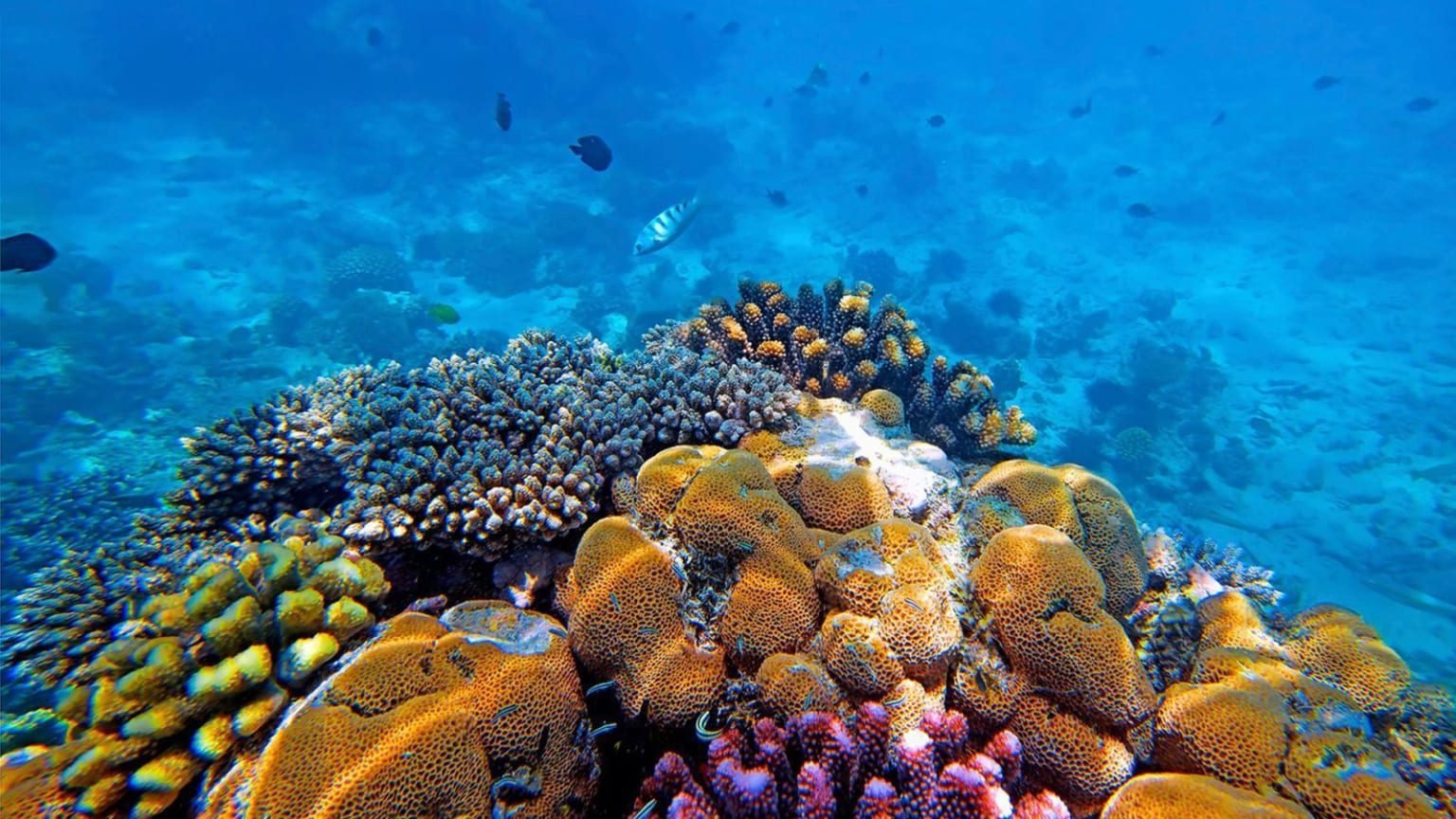 Индийский океан жизнь в океане. Риф Бориби Занзибар. Мнемба Занзибар. Занзибар коралловый остров. Острова большого барьерного рифа.