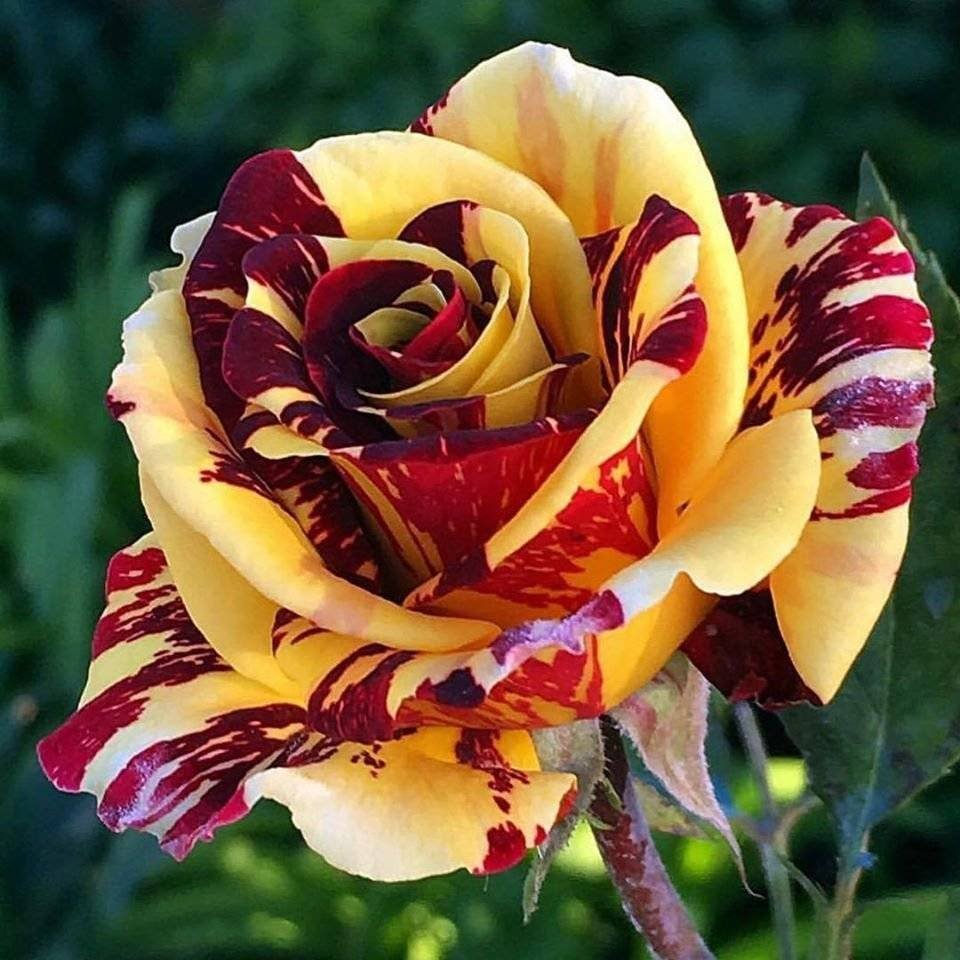 Самые красивые сорта роз