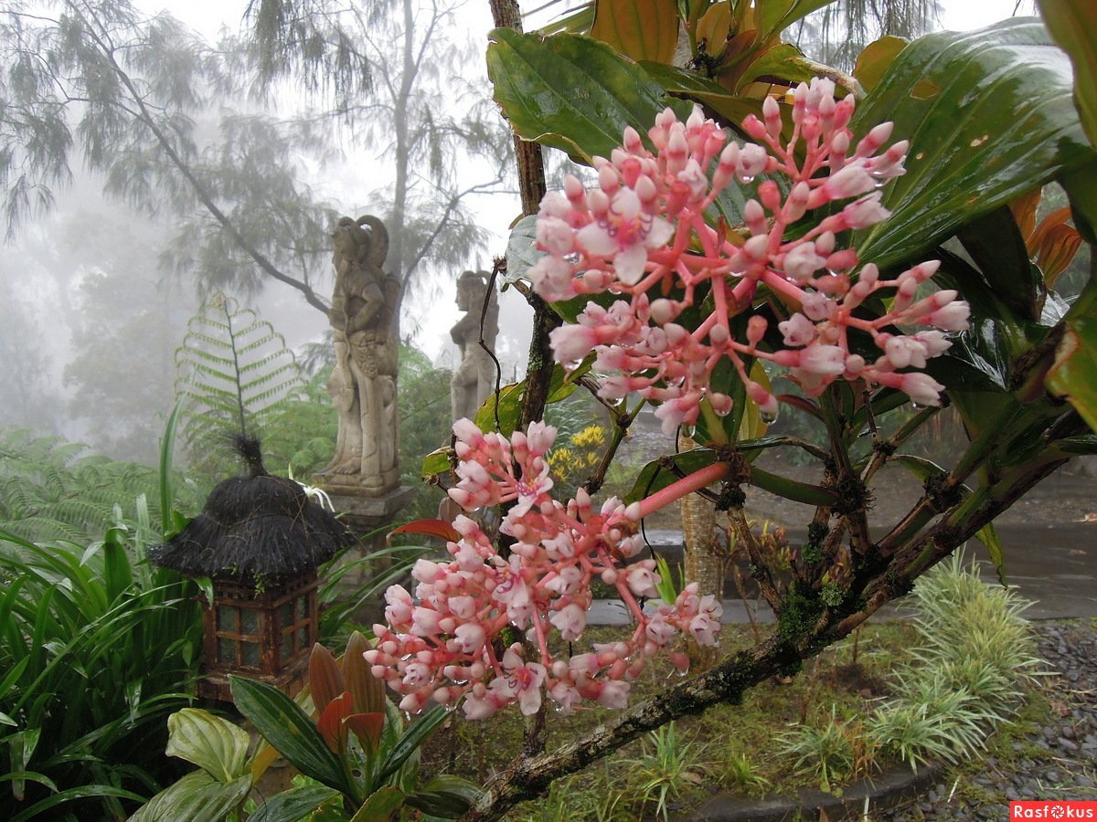 Цветы на бали. Мединилла великолепная. Индонезия Мединилла. Индонезия Плюмерия. Мединилла цветок.