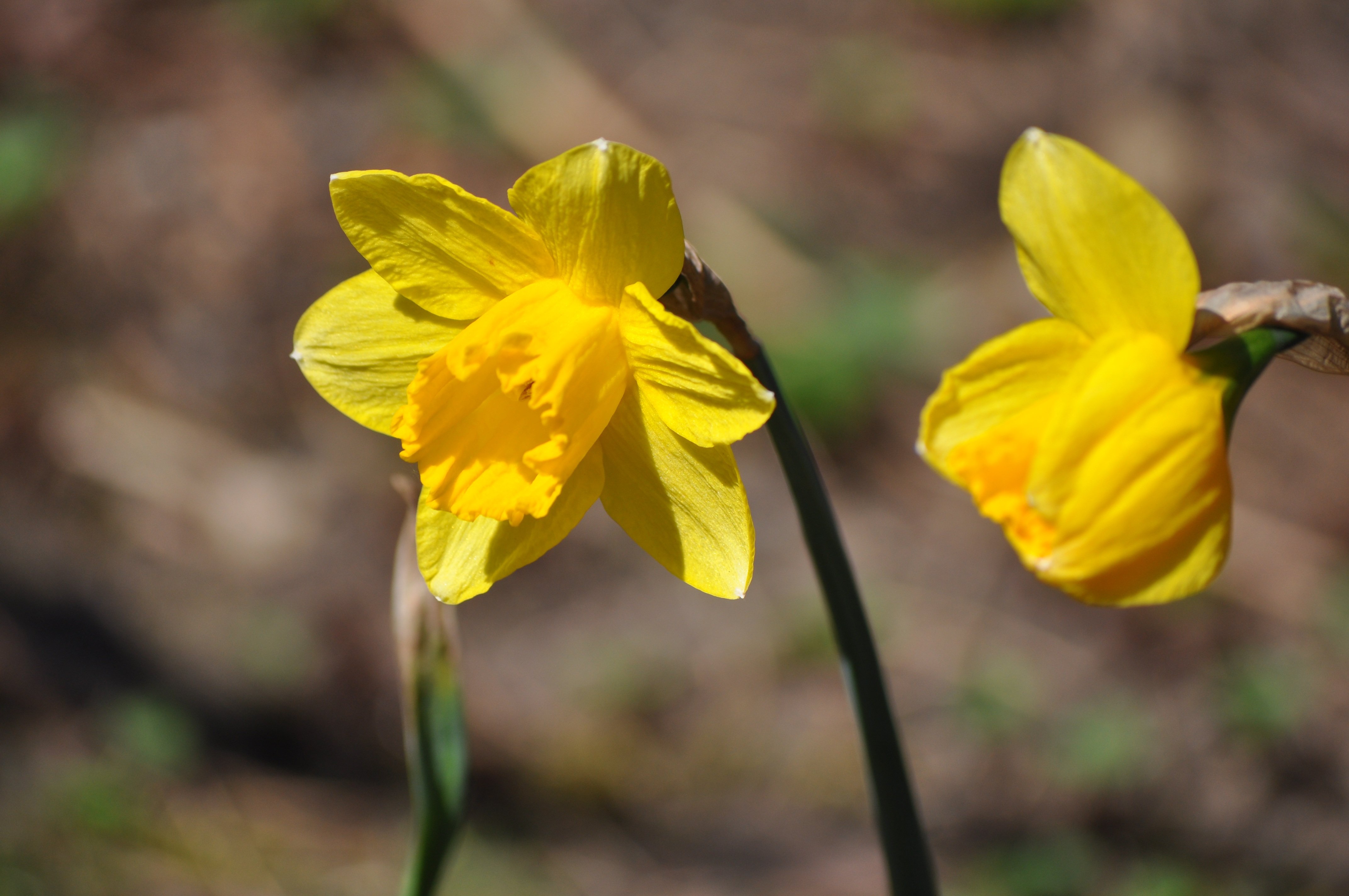 Желтые ранние цветы весной как называется. Нарцисс. Желтый ранний Нарцисс. Весенние желтые цветы нарциссы. Нарцисс (растение).