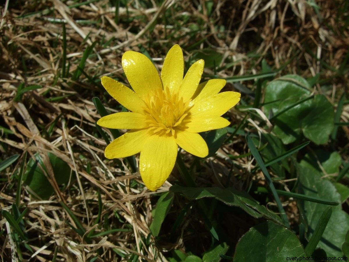 Желтые ранние цветы весной как называется