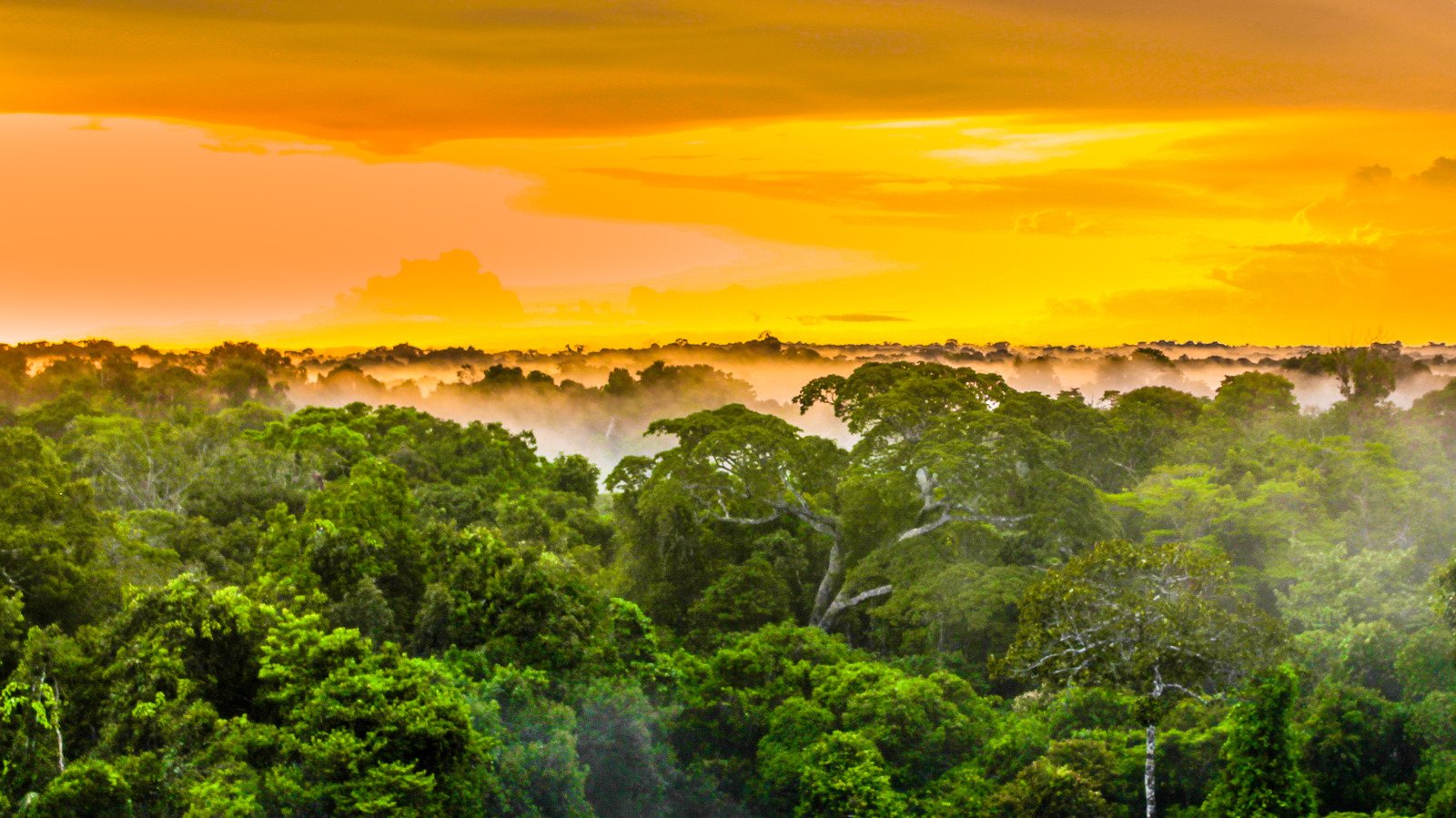 Джунгли бразилии