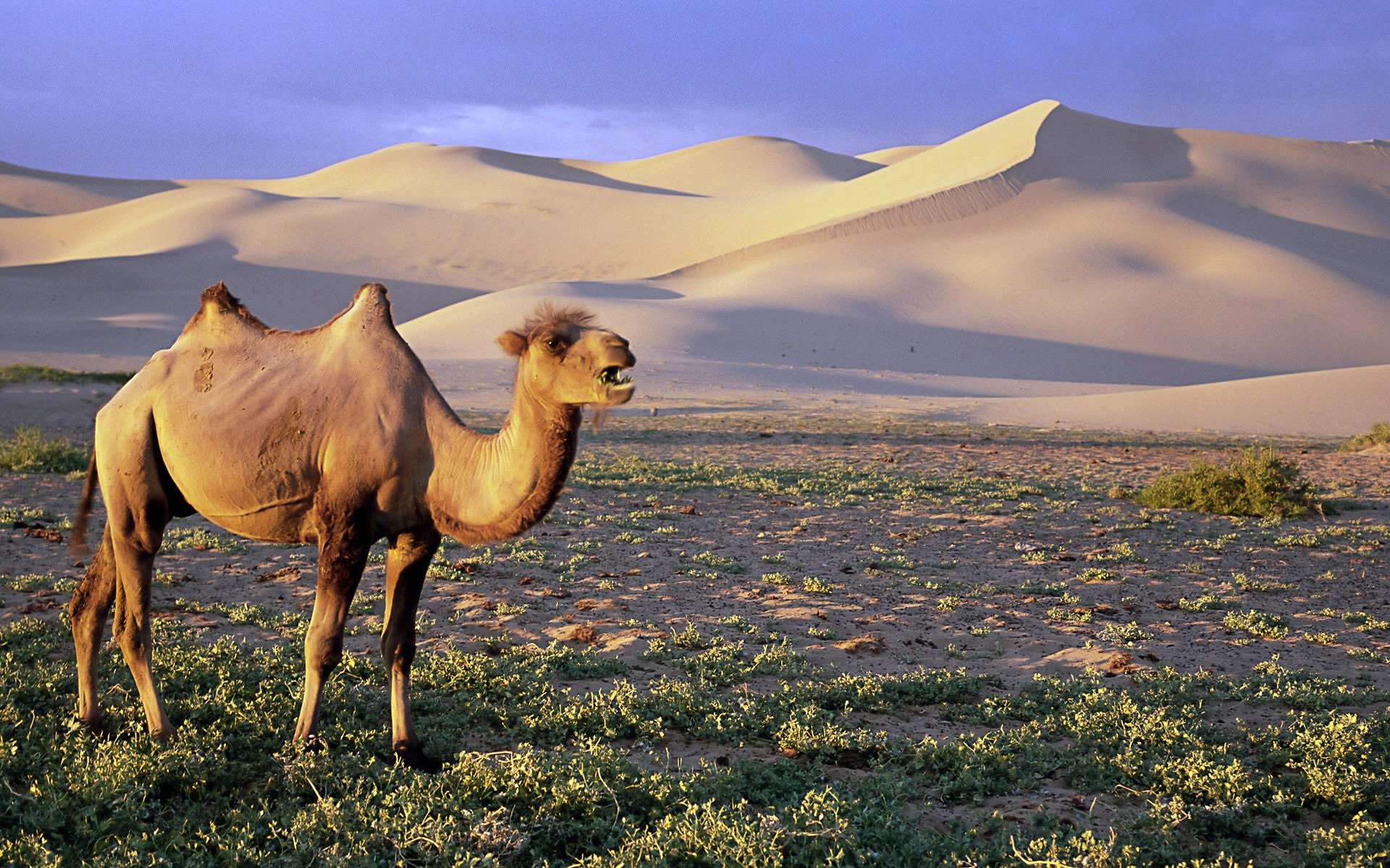 Какие животные и растения обитают в пустыне. Двугорбый верблюд Гоби. Монголия Гоби. Пустыни полупустыни Африки животный мир. Фауна пустыни Гоби.