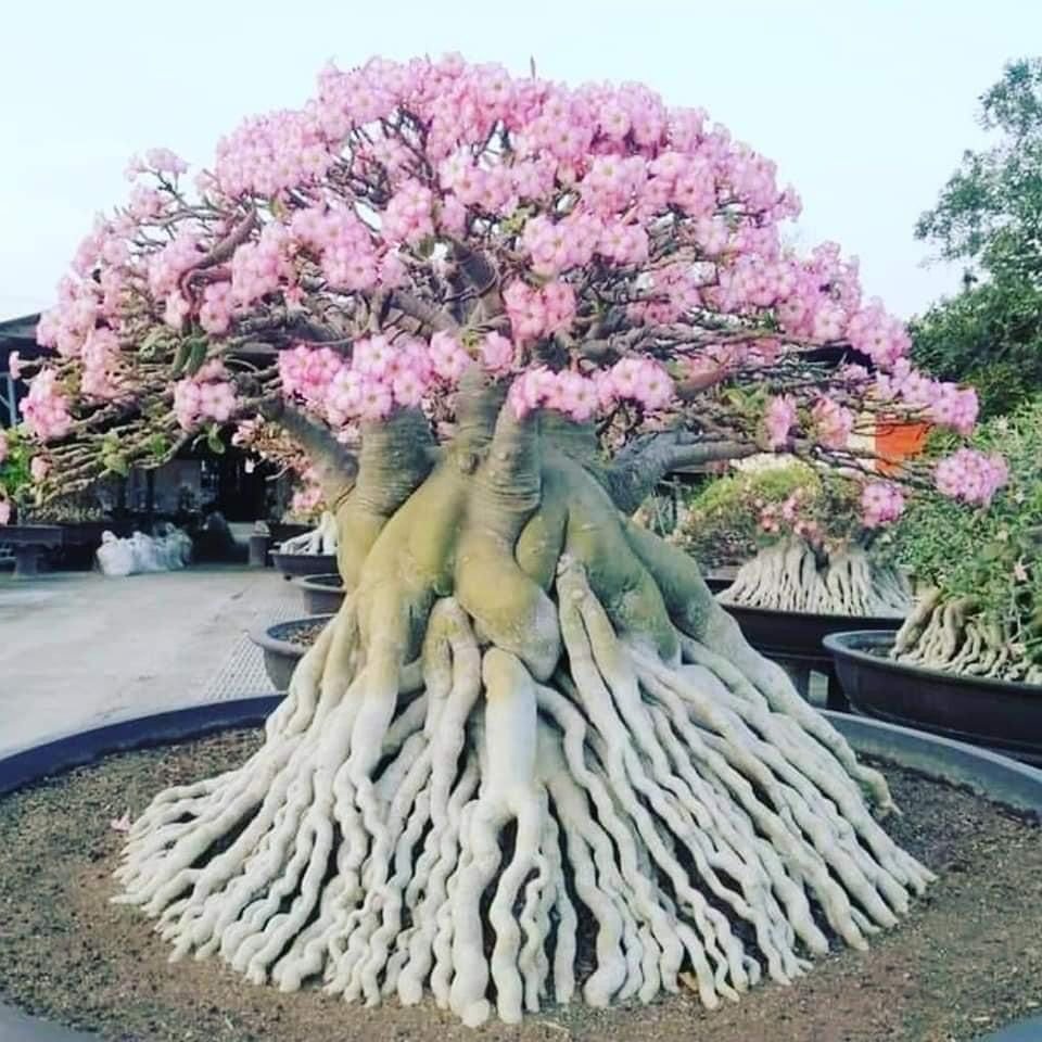 Необычные цветущие деревья