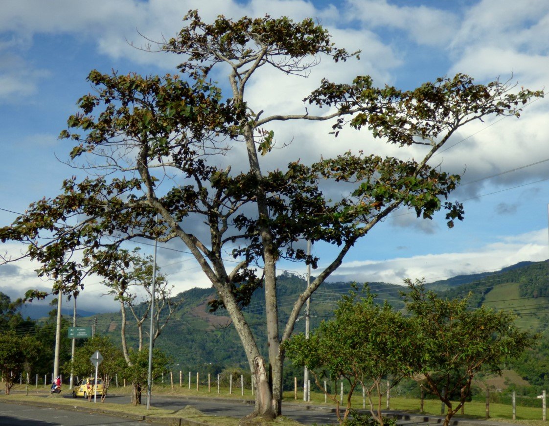 Бальсовое дерево