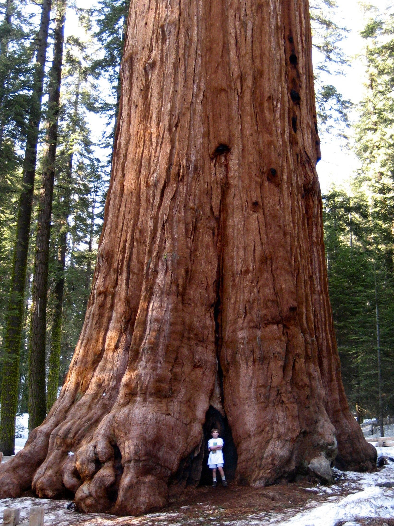 Самое высокое дерево на земле природная зона. Генерал Шерман (дерево). Секвойя Гиперион. Самое высокое дерево в мире Секвойя. Калифорнийская Секвойя Гиперион.