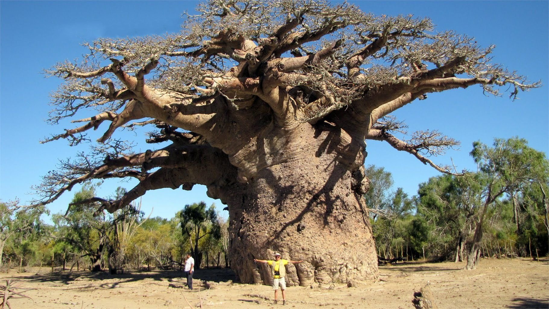 Очень толстой дерево. Баобаб в саванне. Баобаб (Адансония пальчатая. Растения Танзании баобаб. Сенегальский баобаб.