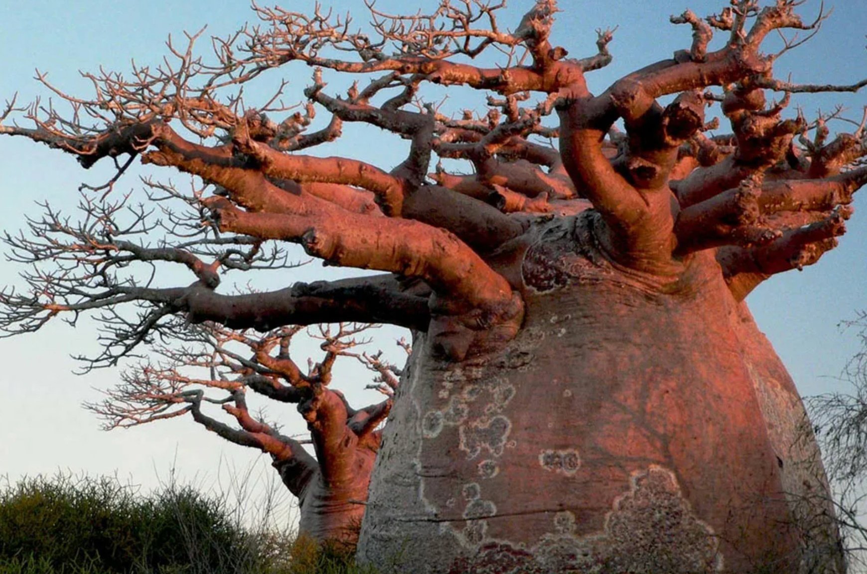 Очень толстой дерево. Баобаб Адансония. Баобаб (Адансония пальчатая. Баобаб Адансония Мадагаскарская. Адансония Грандидье.