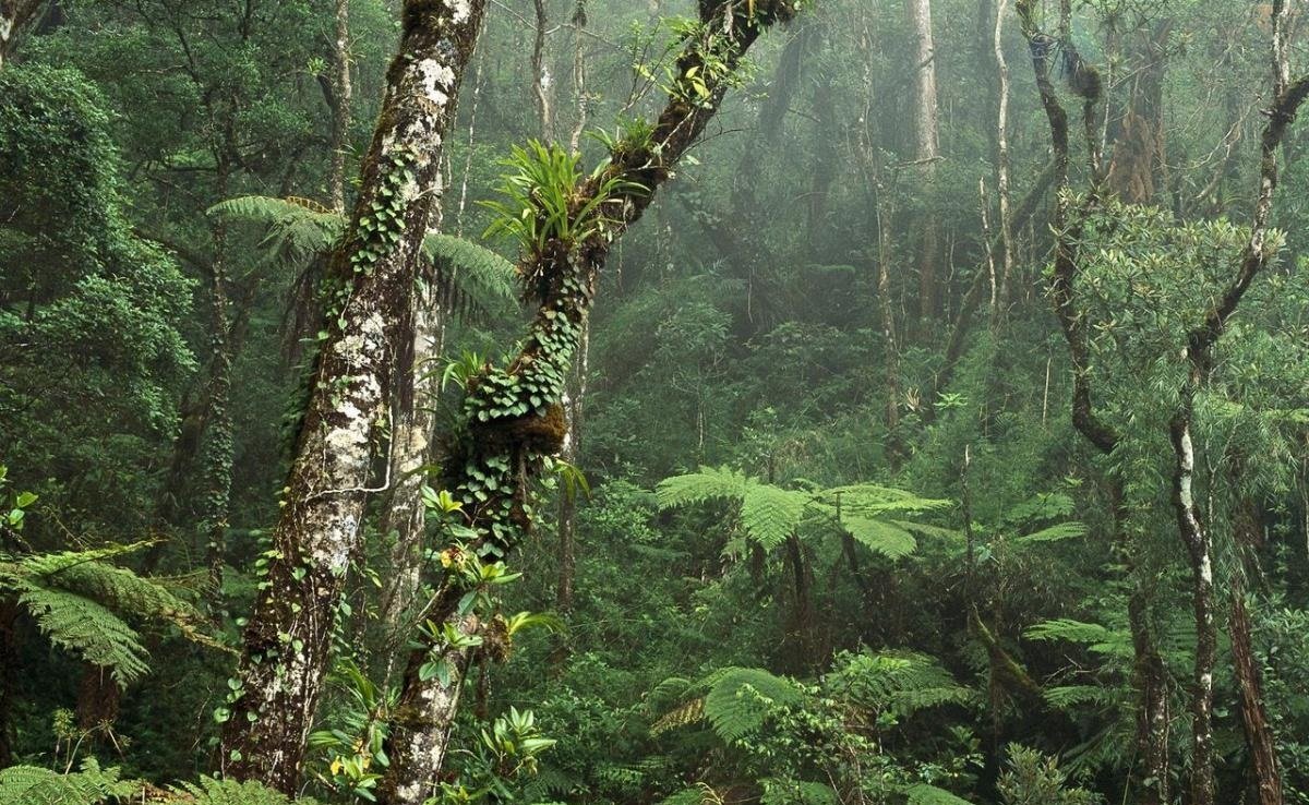 Растения переменно влажных лесов